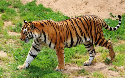 Traditional Houseboats